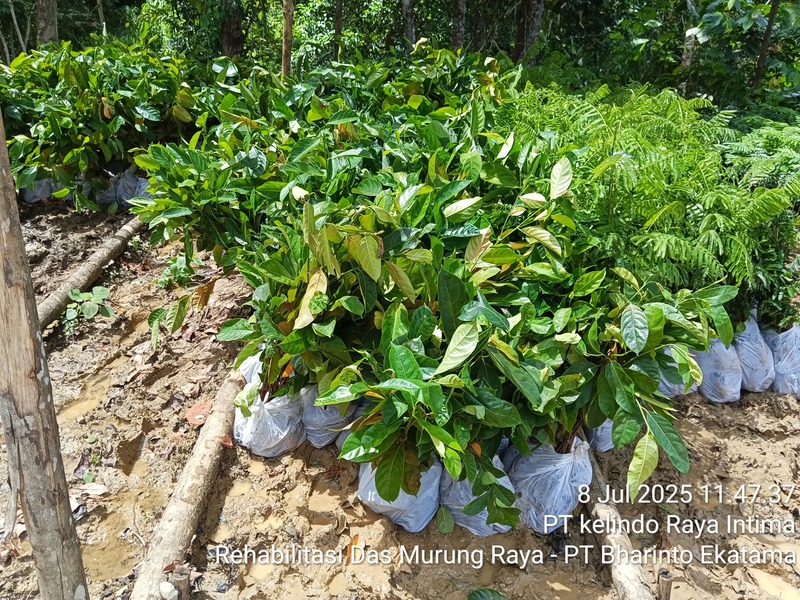 Penanaman Kelindo